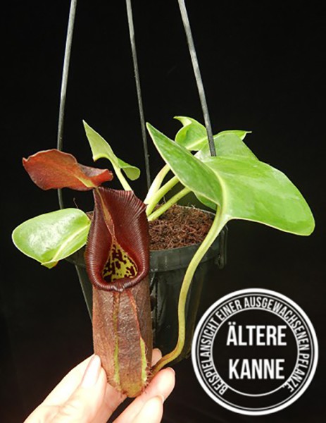 Nepenthes robcantleyi BE-3517