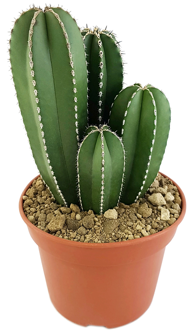 Fangblatt pflegeleichte Zimmerpflanze Pachycereus marginatus 20 cm hoch Zaunkaktus ca außergewöhnlicher Kaktus 