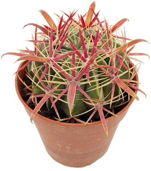 Ferocactus latispinus - Teufelszungen-Kaktus