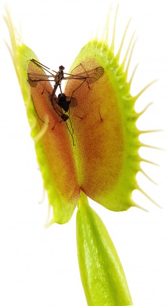 Venusfliegenfalle, Dionaea muscipula, größte venusfliegenfalle,dio, groß, kaufen, bestellen, online, fangblatt, fliegenfalle, große venusfalle, große venusfliegenfalle, dionaea kaufen, dionaea, fleischfressende green jaws