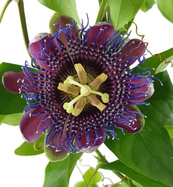 Passiflora "Marijke" - Passionsblume