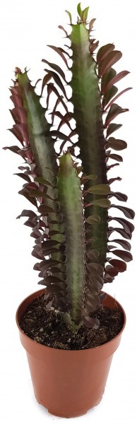 Euphorbia trigona f. rubra - Sukkulente
